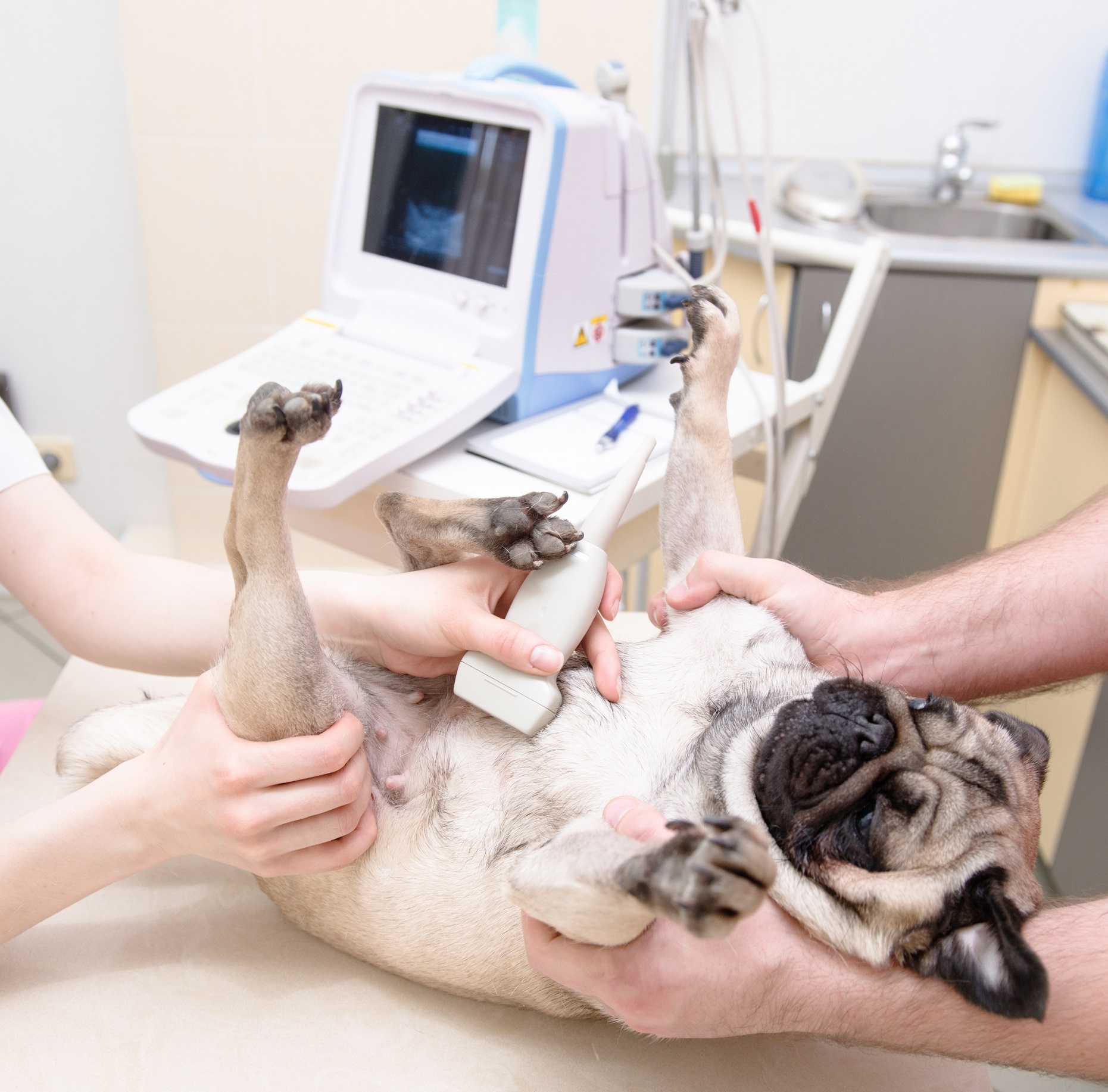 dog having ultrasound scan in a veterinary clinic
