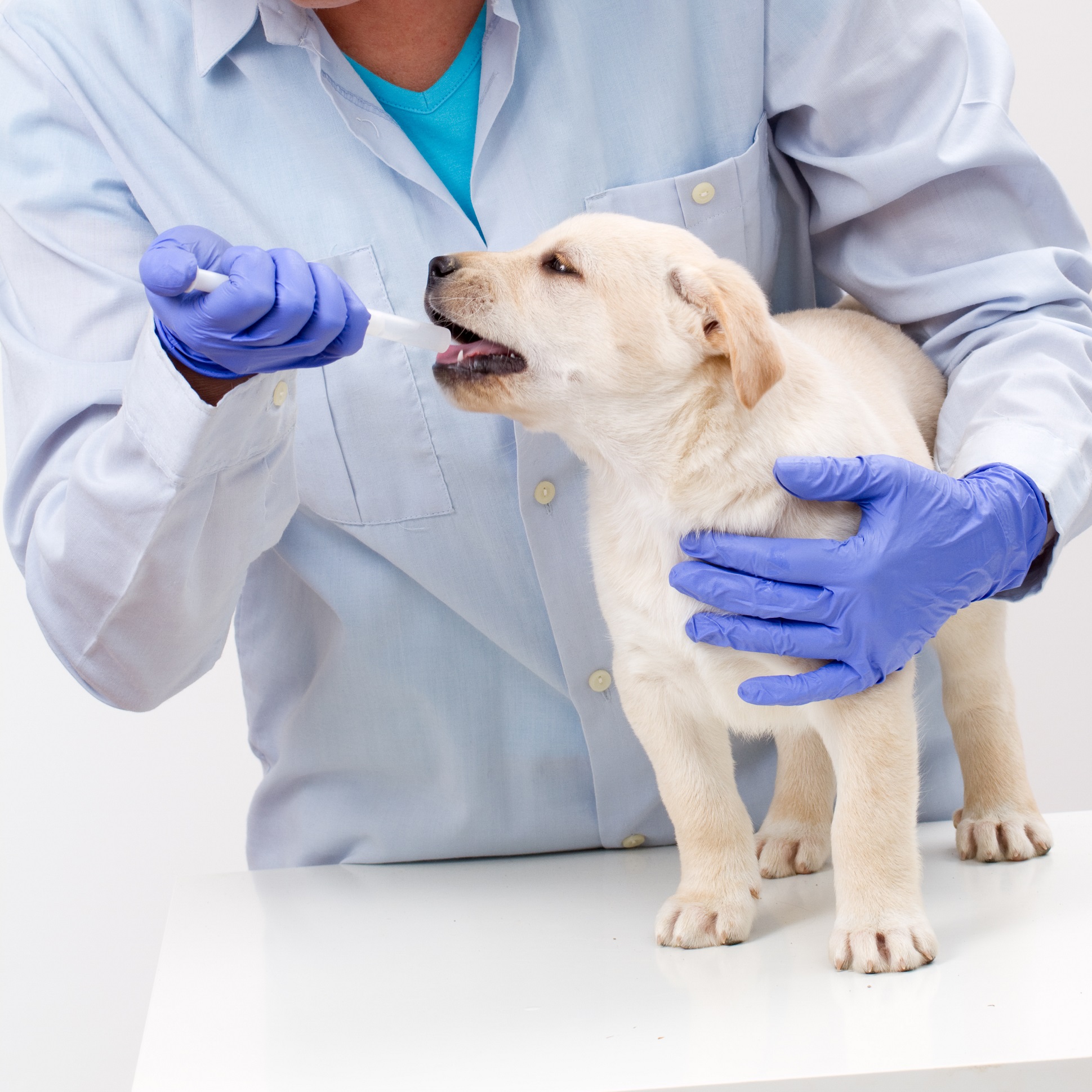 Veterinary is giving the medicine to the puppy of the labrador