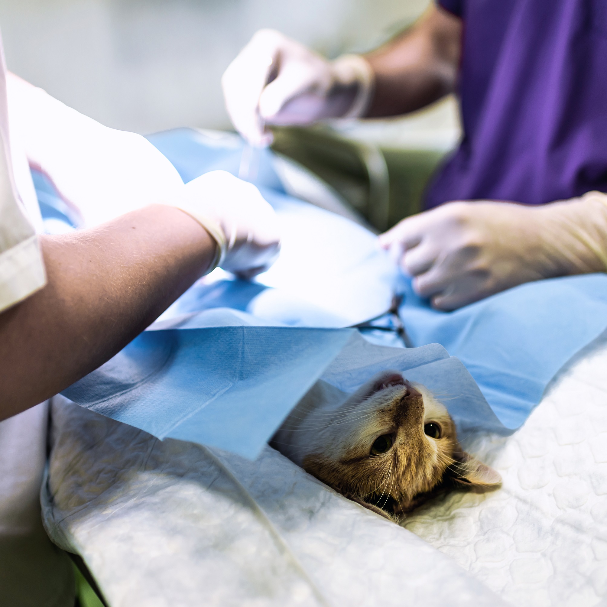 Cat in a veterinary surgery.