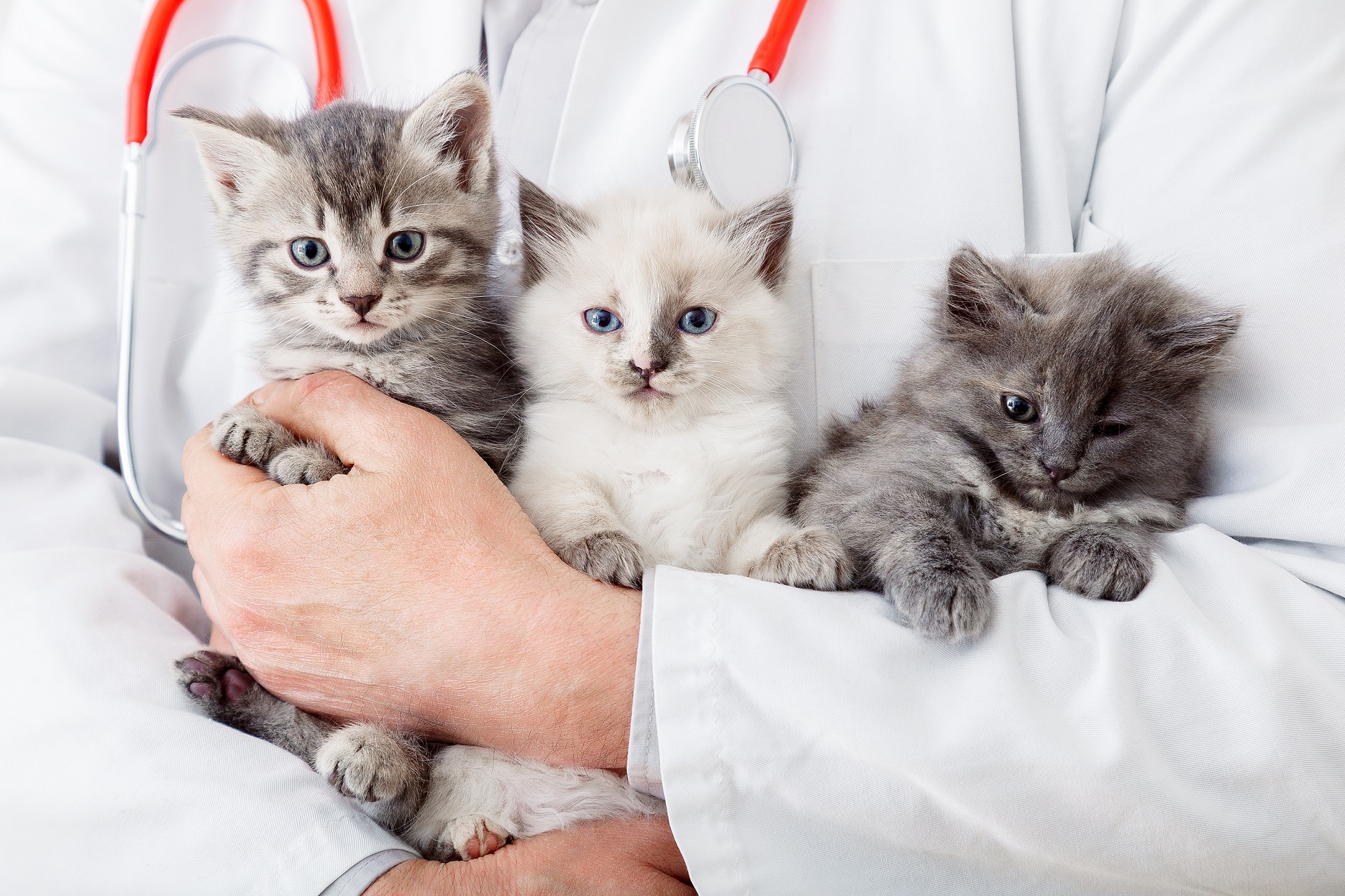 Trois chats dans les mains du docteur vétérinaire