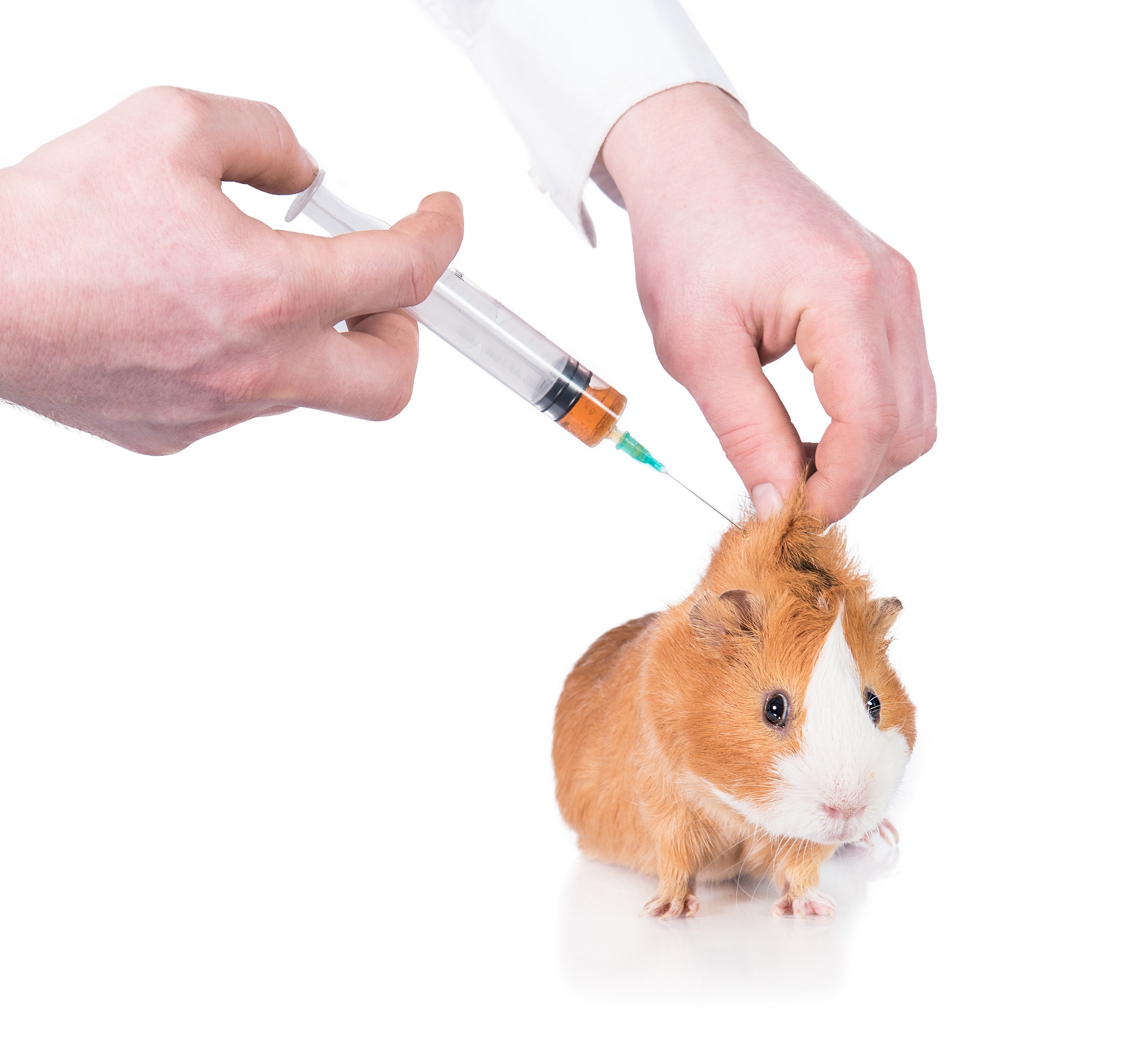 Doctor giving an injection to a guinea pig